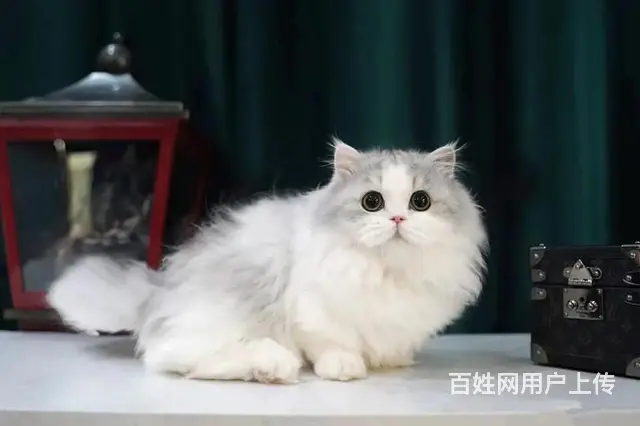 曼基康矮脚猫多少钱 拿破仑好养吗 矮脚拿破仑照片 - 图片 4