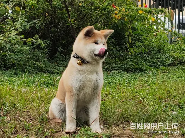 广州训狗宠物训练学校训犬基地训犬师 - 图片 1