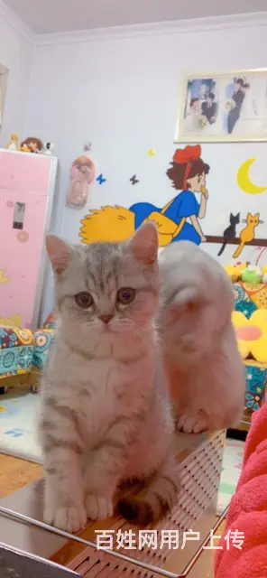 【搞定了！】银渐层3个月小公猫自家母猫生的第一窝 - 图片 1