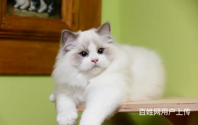 哪里有卖布偶猫的 网红仙女喵 蓝双海双均有 - 图片 1