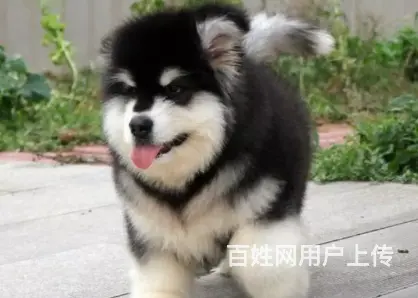 承德阿拉斯加多少钱一只 阿拉斯加价格 保健康 - 图片 12