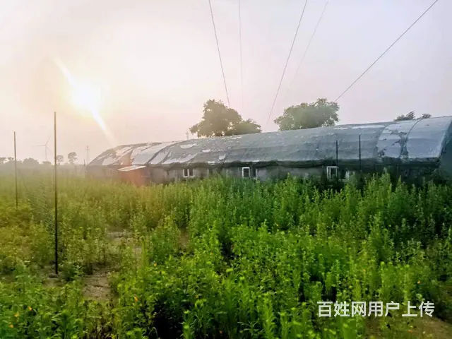 出售崖西果园及水库 - 图片 3