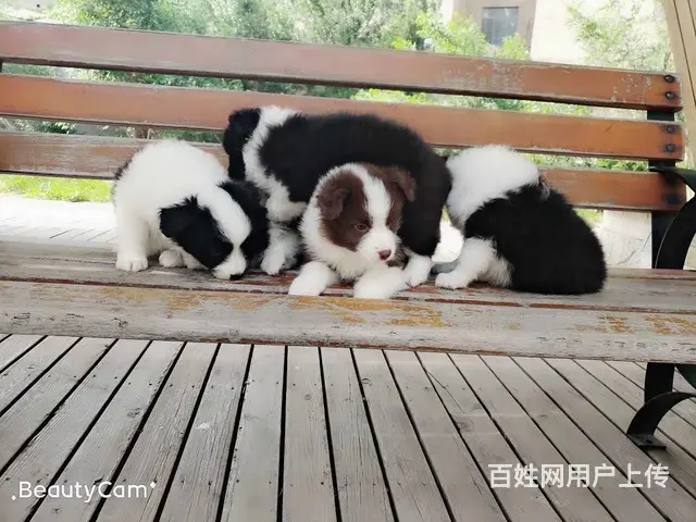 辽阳如何挑选纯种边牧，边牧靠谱商家 - 图片 4