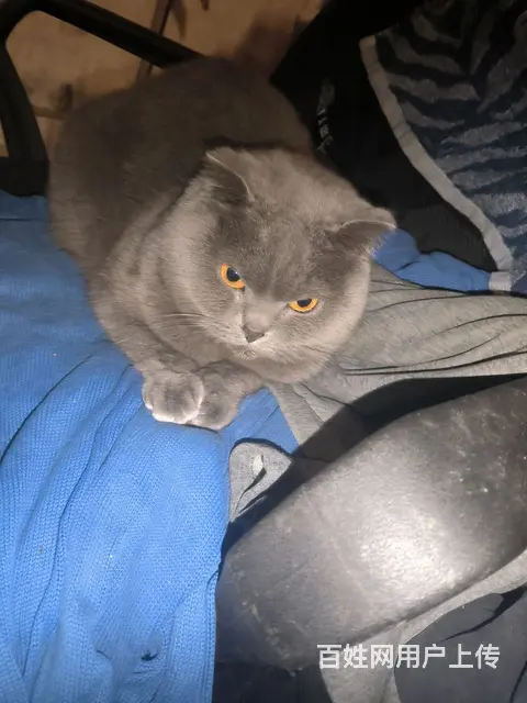 蓝猫，金渐层出售 - 图片 1