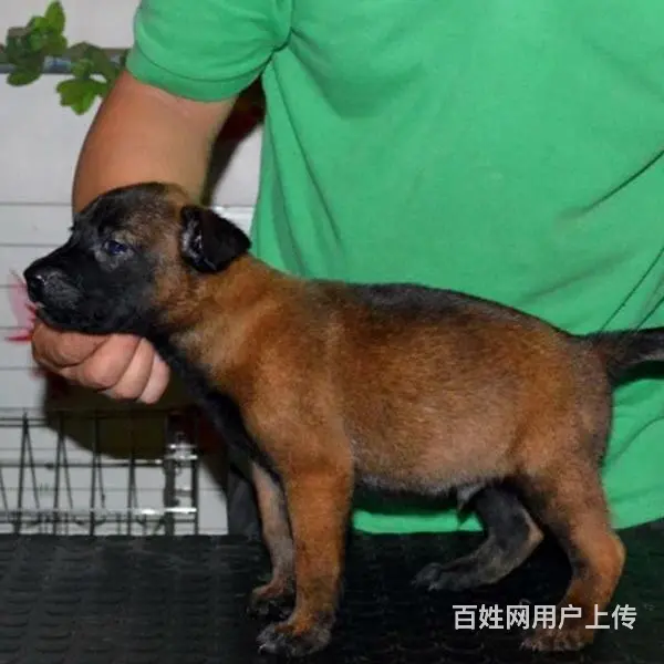 天门卖马犬的养殖场，养殖场马犬一般卖多少钱 - 图片 3