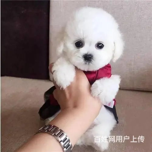 纯种比熊 小体比熊 带证书芯片出售中 - 图片 3