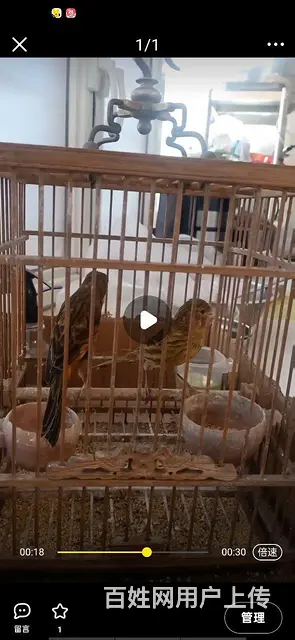 观赏鸟喽喽 - 图片 1
