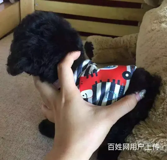 纯种泰迪熊 保纯种、保健康、签协议质保 - 图片 4