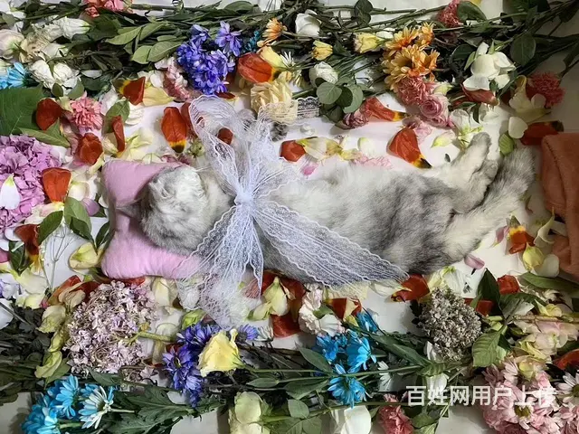 四平市宠物火化殡葬 - 图片 1