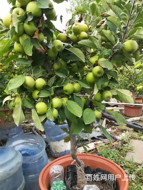 盆栽苹果批发零售 - 图片 3