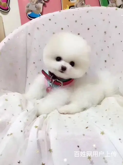 纯种博美 哈多利球体博美 白色博美犬多少钱一只 - 图片 9