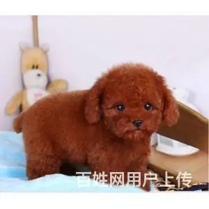 邢台本地出售家养泰迪 茶杯犬泰迪 疫苗齐全 - 图片 11