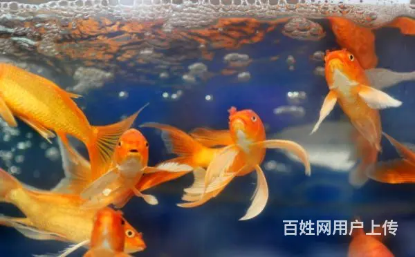 专业鱼缸维修 清洗 消毒 造景 治疗各种鱼病 - 图片 7