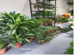 急转让小丑鲜花30平 - 图片 3