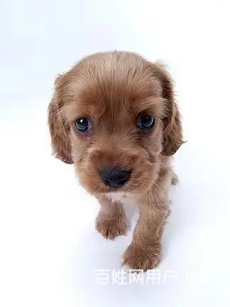 丽水宠物托运（猫狗柴犬）（全国活体运输）一对一上门接 全程视 - 图片 2