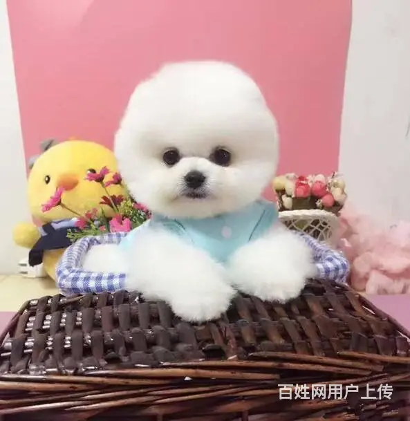 纯种博美幼犬 纯种哈多利博美 纯种球体博美 保健康 - 图片 11