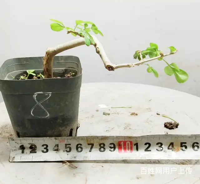 花木盆景电商平台淘宝网盛世鑫毅植物园艺术总监杨世毅 - 图片 2