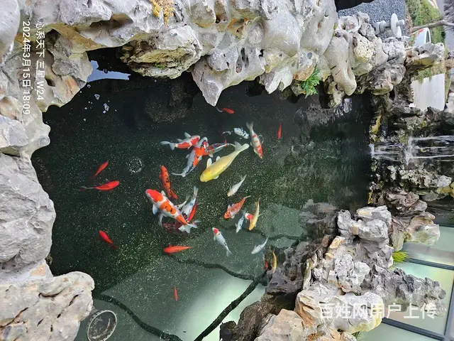 苏州批发零售锦鲤鱼 - 图片 8