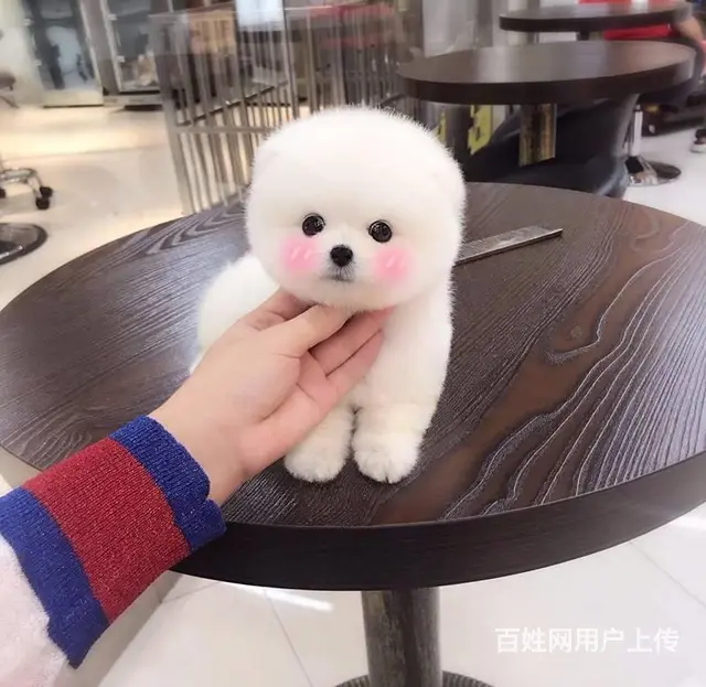纯种博美 哈多利球体博美 白色博美犬多少钱一只 - 图片 6