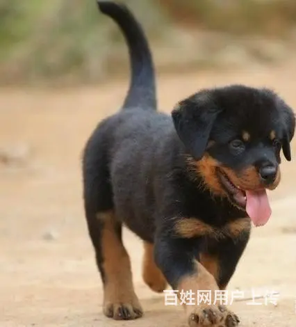 罗威纳幼犬 罗威纳价格 罗威纳怎么卖 - 图片 3