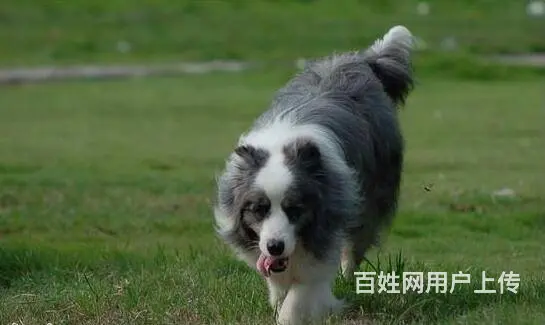 专业繁殖边境牧羊犬 聪慧边牧幼犬品质协议保障 - 图片 6
