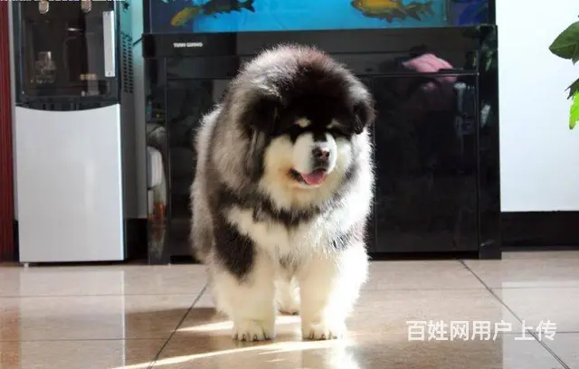 巨型阿拉斯加幼犬 颜色齐全 保纯保健康 可全国发货 - 图片 8