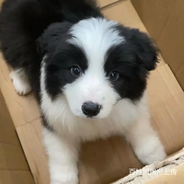 边牧幼犬送笼子，自家养的纯种边境牧羊犬幼崽，小狗狗 - 图片 1