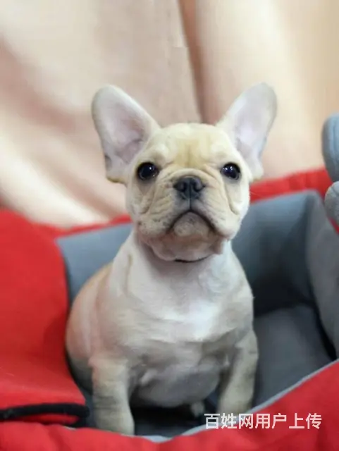 纯种法国斗牛犬幼犬、CKU认证犬舍、签协议可送货 - 图片 11