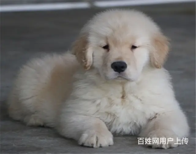 纯种健康金毛幼犬、品种齐全纯正血统 品质有保证 - 图片 2