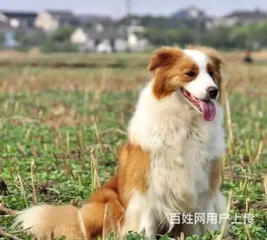 辽阳上哪可以看到边牧犬舍，边牧犬舍地址位置 - 图片 12