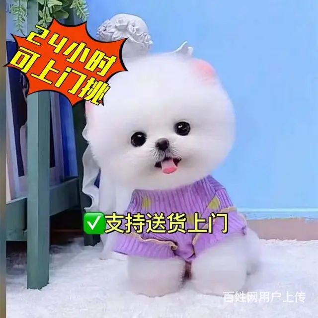 沈阳有卖哈多利纯种博美的吗  赛级双血统博美价格 - 图片 3