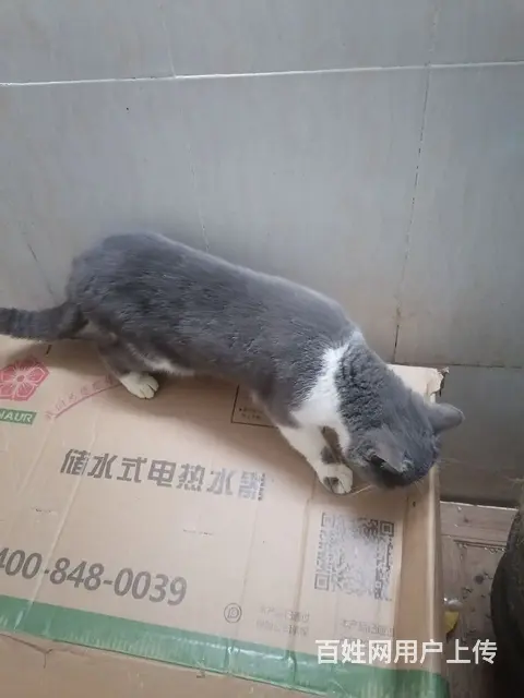 蓝猫，黑白的都有，种公潜质，种母青年期，喜欢繁殖的 - 图片 7