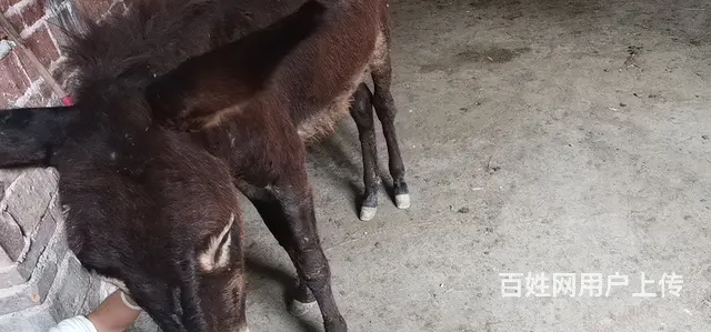 有自养驴出售 - 图片