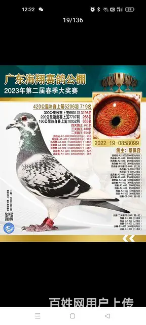 出种鸽 - 图片 1
