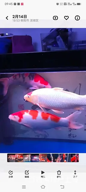 宽体高背，精品锦鲤 - 图片