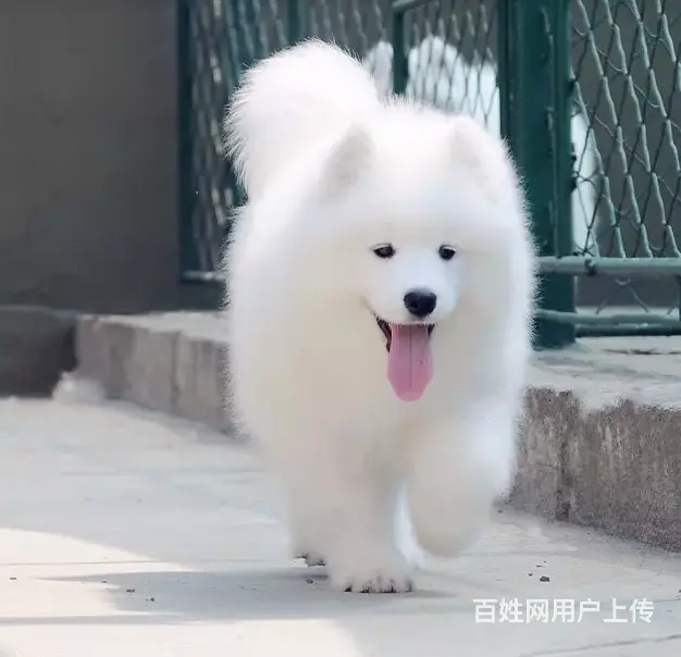 承德萨摩多少钱一只 萨摩价格 家养萨摩 保健康 - 图片 7