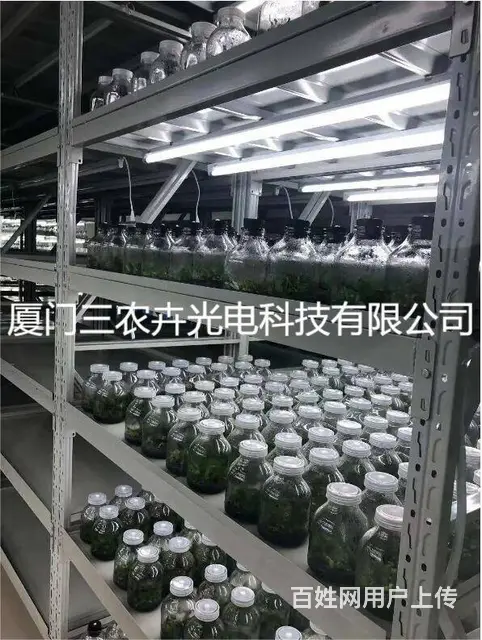 蝴蝶兰组培灯 - 图片 1