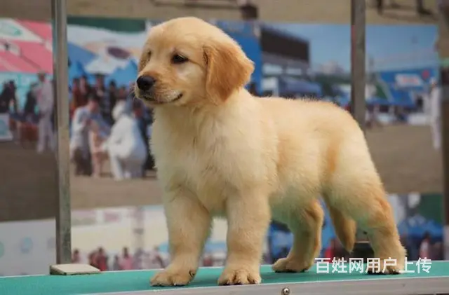 金毛犬--赛级金毛犬-支持送货上门 - 图片 6