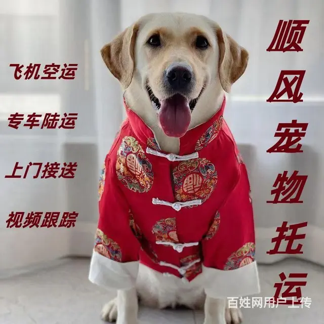 灵宝宠物托运（猫狗柴犬）（全国活体运输）一对一上门接 全程视 - 图片 2