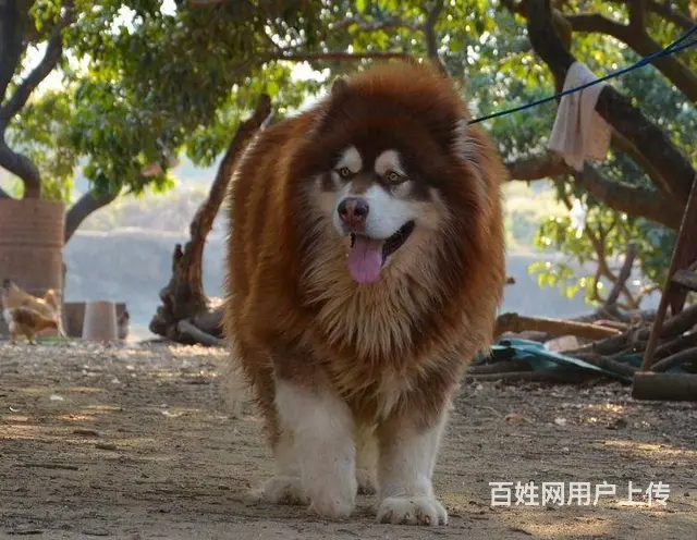 巨型阿拉斯加犬 红色 黑色纯种健康阿拉斯加雪橇犬 - 图片 4