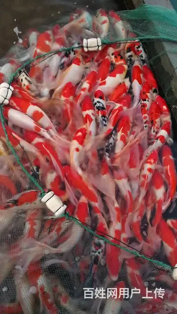 【观赏鱼批发中心】锦鲤鱼批发零售 - 图片 7