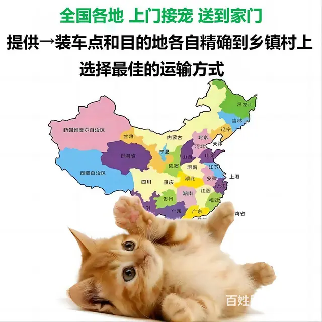 全国短长途宠物托运，专线直达主人可跟车 - 图片 1