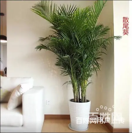 厦门园林绿化、厂区绿化设计施工、庭院绿化、花卉盆景 - 图片 3