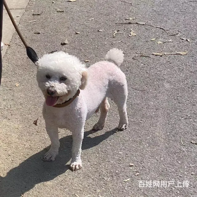 寻狗小比熊一只 - 图片 1