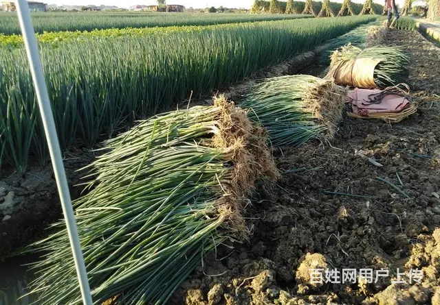 广州市食堂生鲜蔬菜配送企业,货源足,冷链车送货上门 - 图片 3