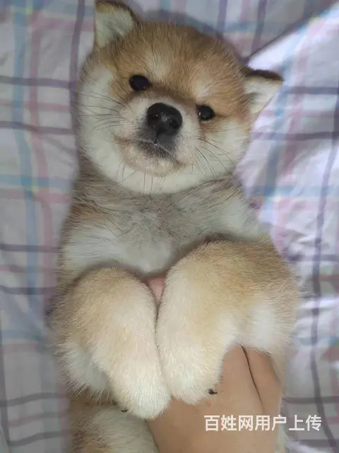 柴犬666 - 图片