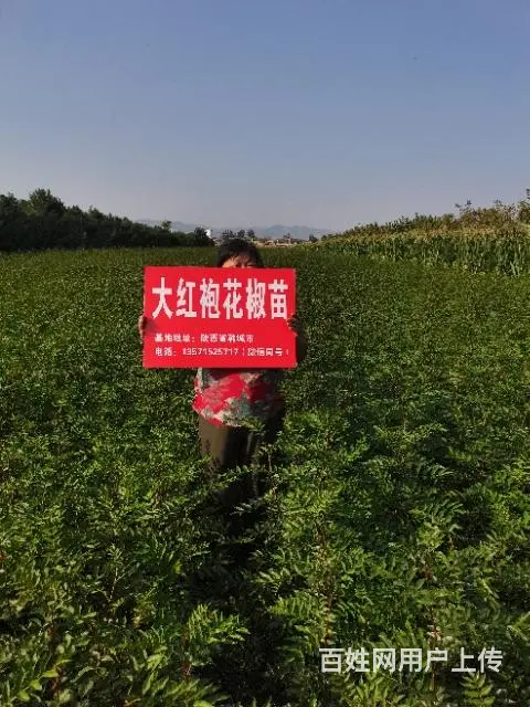 韩城花椒树苗基地地址在哪里 - 图片 3
