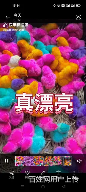 批发七彩小鸡 - 图片