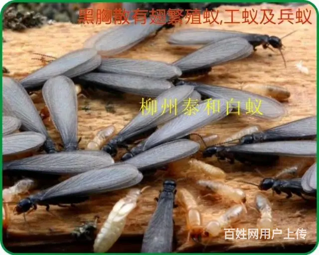 邵阳灭鼠，灭白蚁，灭蟑螂，灭老鼠杀虫 - 图片 8