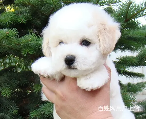 嘉兴比熊犬舍基地常年出售纯种比熊双血比熊幼犬 - 图片 9